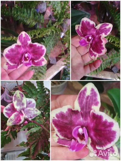 Орхидеи фаленопсис