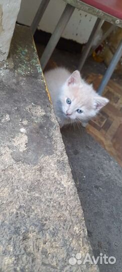 Котята в добрые руки бесплатно