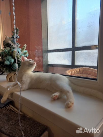 Мастер маникюра и педикюра