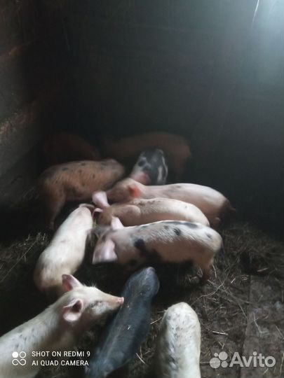 Поросята