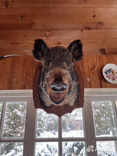 Чучело кабана