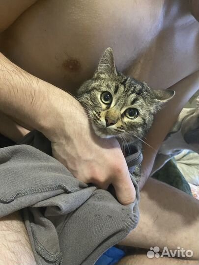 Отдам даром кота
