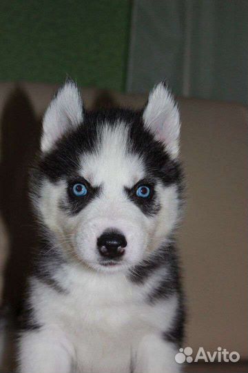 Сибирский хаски