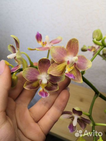 Орхидея ароматная Балм