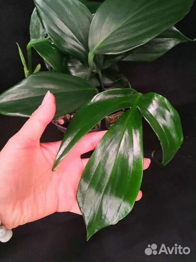 Филодендрон драгон тейл 14/35-40