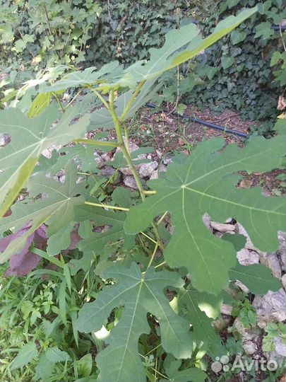 Саженцы инжира