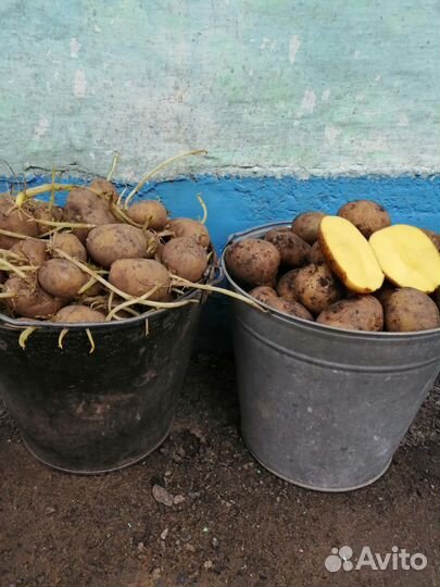 Картофель на посадку и еду