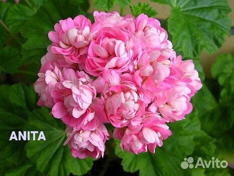 Пеларгония сортовая