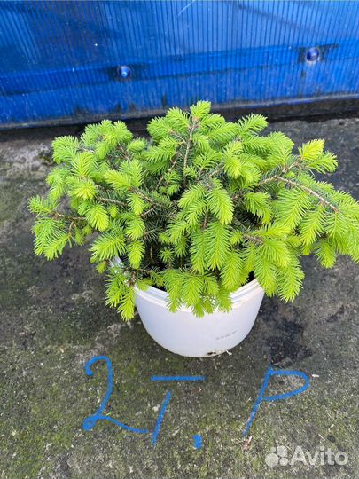 Хвойных растений