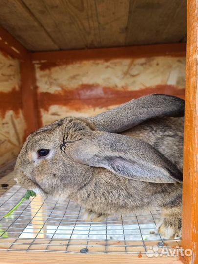 Кролики самцы и самочки разных пород