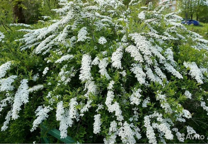 Спирея белая многолетка