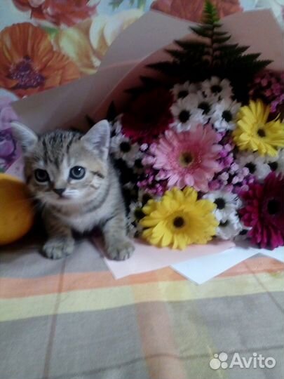 Британские котята