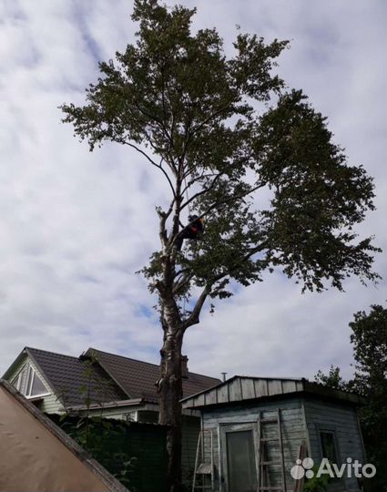 Спил и удаление деревьев
