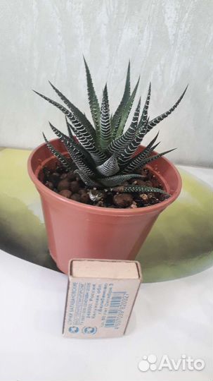 Кактусы и суккуленты