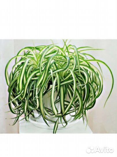 Хлорофитум кудрявый