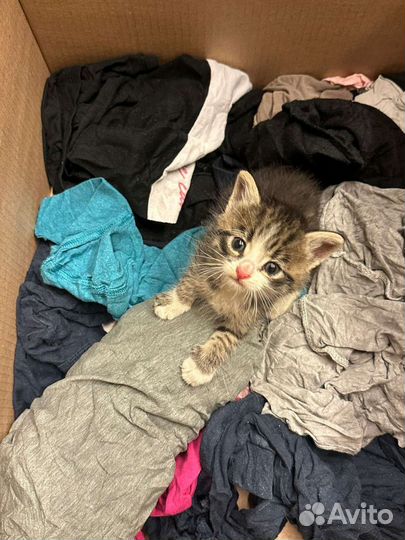 Котенок