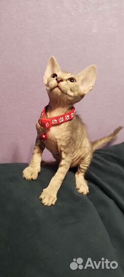 Донской сфинкс котята