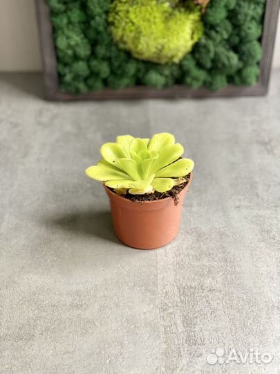 Жирянка Агната (лат. Pinguicula agnata) D9см