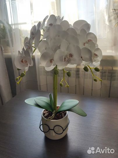 Орхидея в кашпо