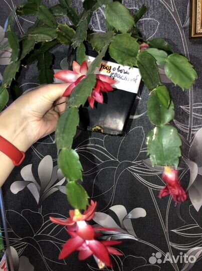 Декабрист красный,белый,ярко розовый с белым