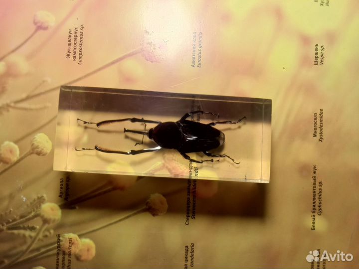 Коллекция настоящие насекомые