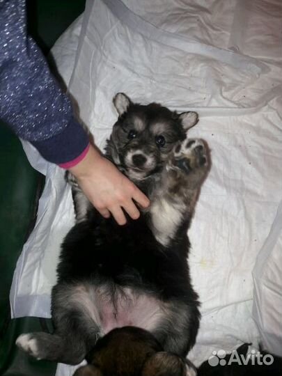 Щенок-плюшевый мишка в добрые руки