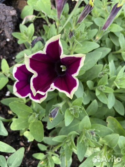 Петунья ампельная,вегетативная