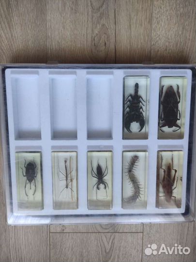 Насекомые и их знакомые