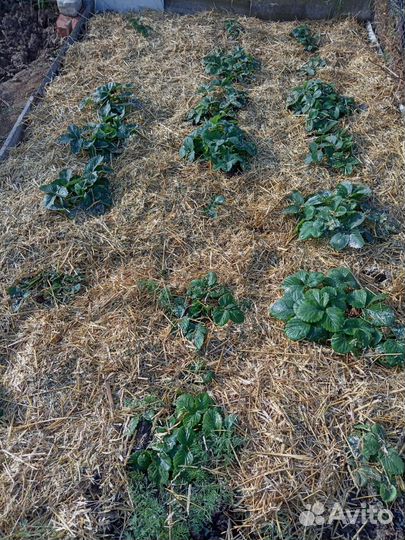 Солома в мешках измельченная (мульча соломы)