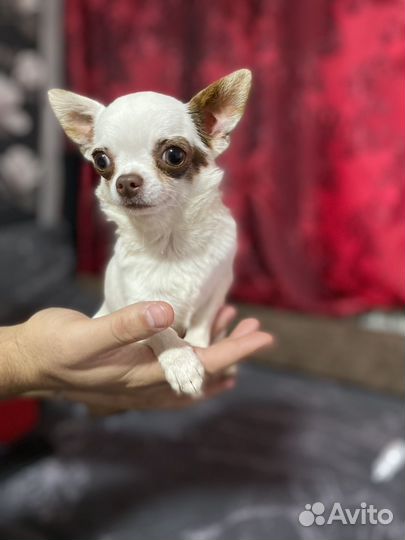 Чихуахуа мини