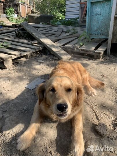 Собака в добрые руки