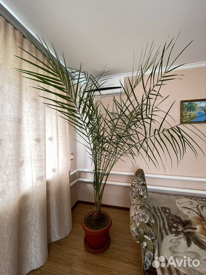 Финиковая пальма