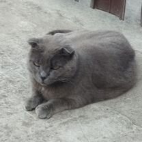 Найдена кошка вислоухая, Сочи