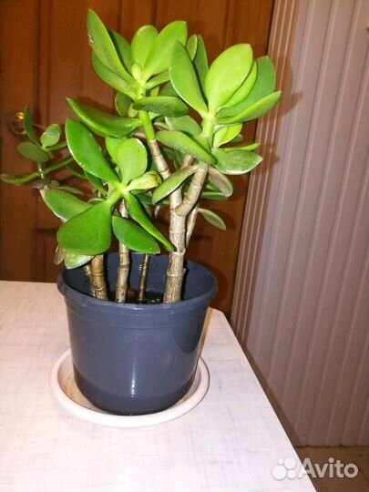 Комнатные растения