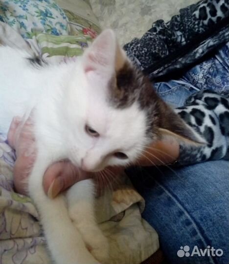 Бело - серая, плюшевая девочка котенок в дар