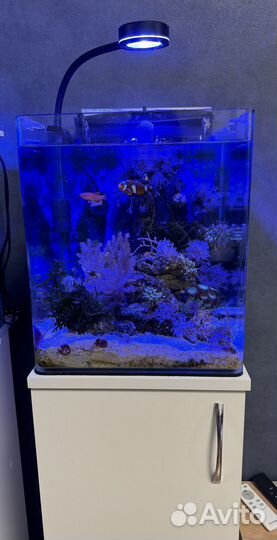 Морской аквариум 30 литров