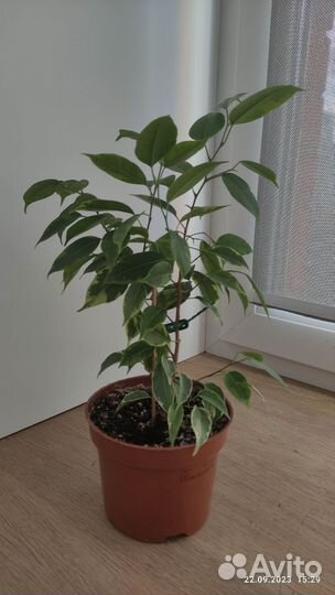 Фикус бенджамина