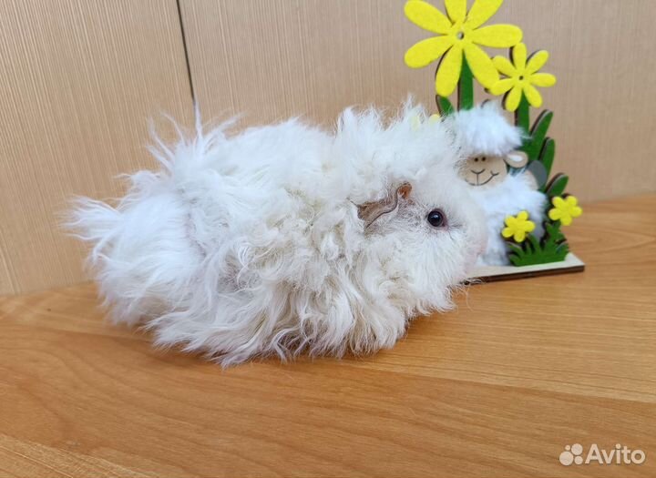 Морские свинки мальчики