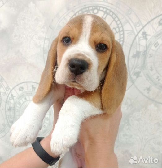 Щенки бигль