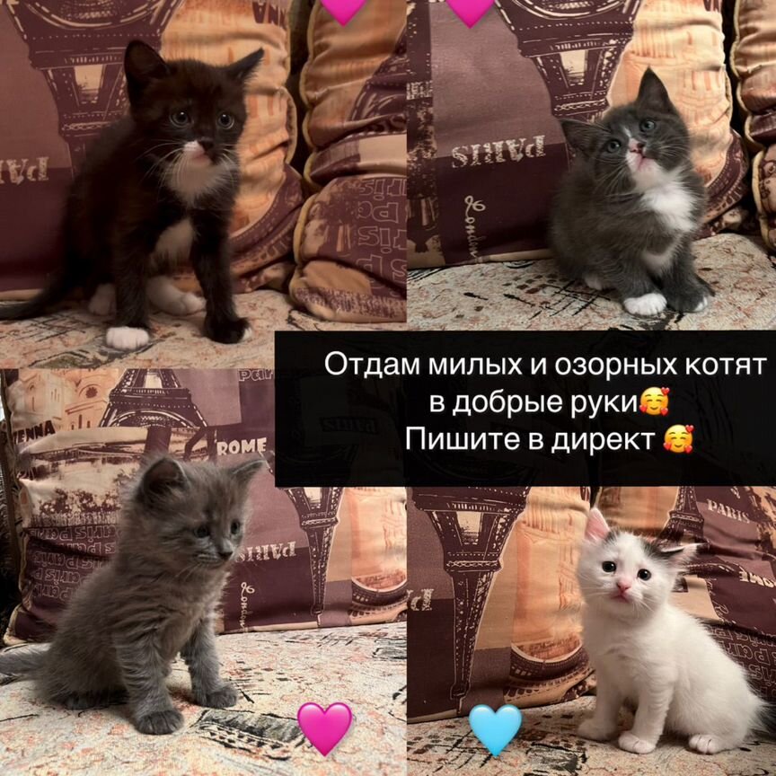 Котята в добрые руки