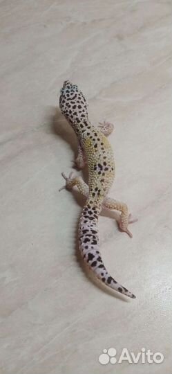 Эублефар самец