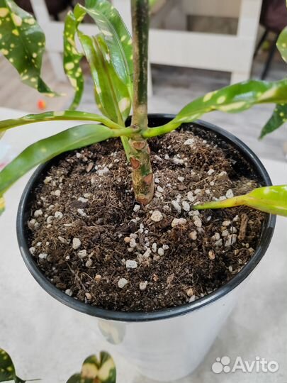 Редкий кротон Король Сиама