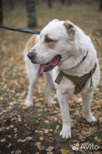 Алабай Афина (девочка) ищет дом