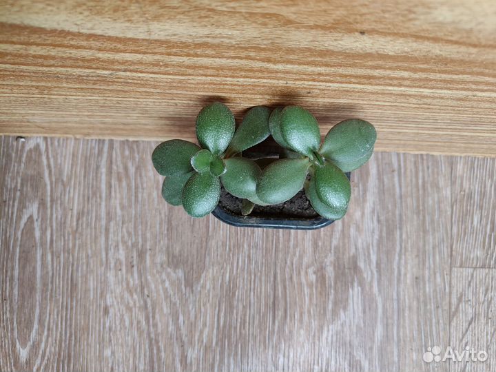 Толстянка, Эхеверия