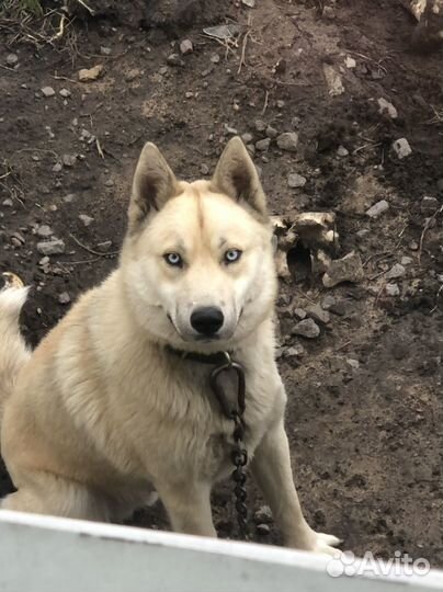 Отдам даром кобеля