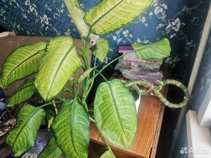 Диффенбахия