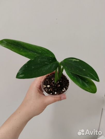 Филодендрон