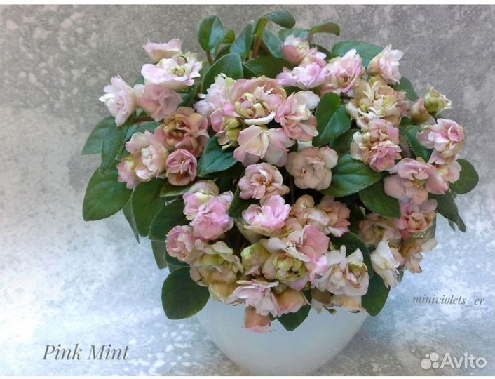 Фиалки сортовые