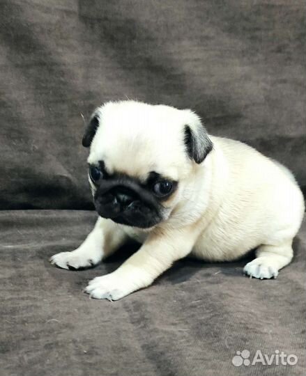 Мопс девочка