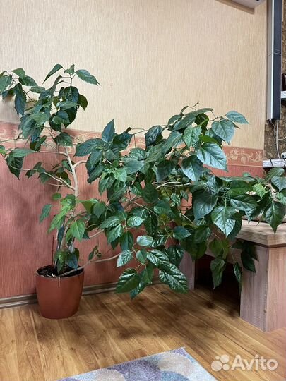 Гибискус китайская роза